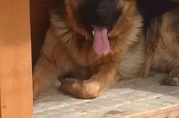 Пропала собака, Наро-Фоминск, МО