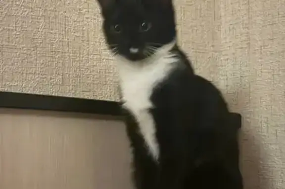 Пропала кошка, Михайловское шоссе 33А