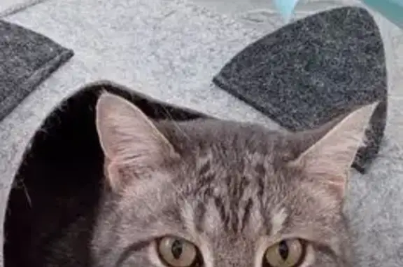 Кошки потеряшки, Озерск, фото: Потеряшка кошка, Озёрск, 20