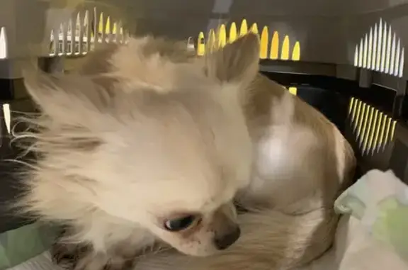 Чихуахуа найден на Скульптора Мухиной, 3