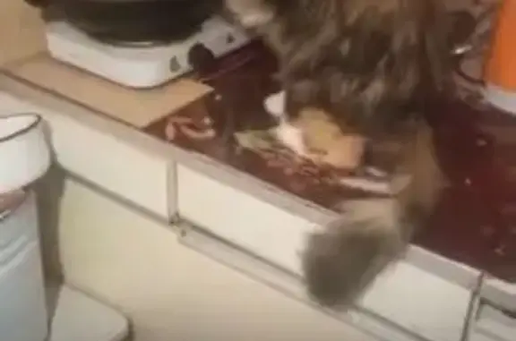 Пропала кошка, ул. Строителей, Северка