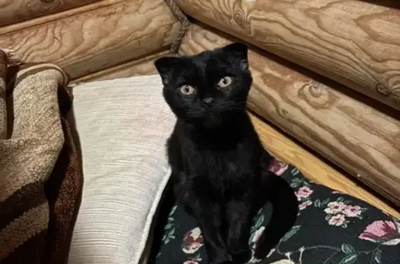 Найдена кошка, Омск, фото: Черная кошка найдена, пр. Мира, Омск