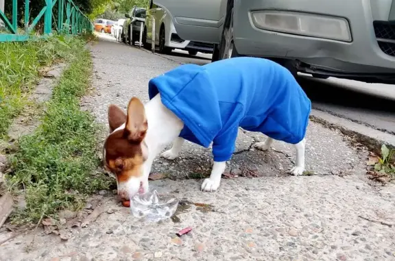 Найдена собака, Новороссийск, фото: Собака найдена на ул. Видова, 173, Новороссийск