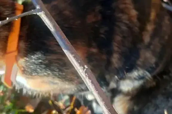 Найденные животные Петрозаводск, фото: Кошка найдена: Университетская, Петрозаводск