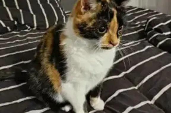 Кошки потеряшки, , фото: Потеряшка кошка, СНТ Березка-2, Ижевск