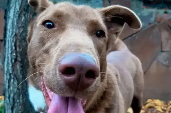 Найден пёс в сквере ул. Рахова, 171/179