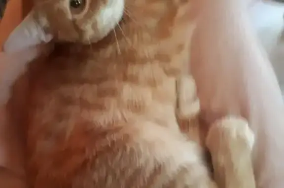 Пропала рыжая кошка, пр. Толбухина, 15А