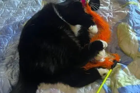 Пропала кошка, Когалым, ХМАО-Югра