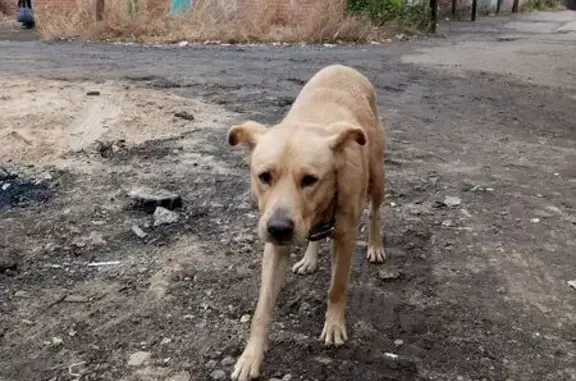 Найдена собака, Энгельс, фото: Собака найдена: Минская ул., 28, Энгельс