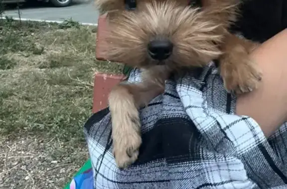 Пропала собака, Ивановка, Оренбуржье