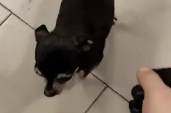 Чихуахуа найдена в Пятерочке, Берников 2