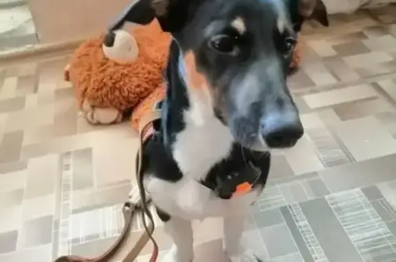 Собака найдена на пл. Жукова, Томск