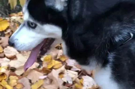 Собаки потеряшки, Саратов, фото: Потеряшка собака, Лесная Республика 11Д