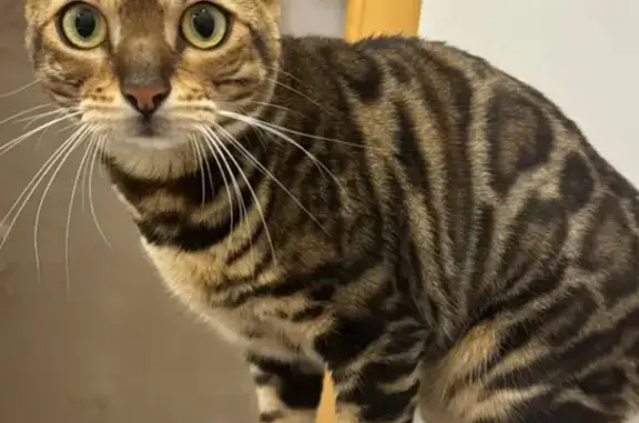 Пропала кошка Мия, Чусовской тракт 8 км