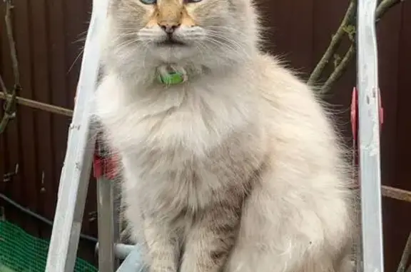 Пропала кошка, Онежская ул., Ростов-на-Дону