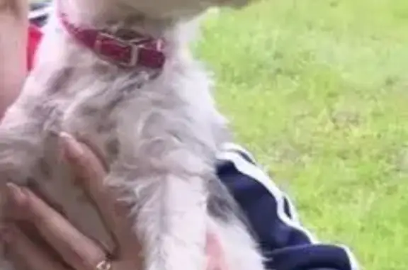 Пропала собака, ул. Халтурина, Брянск