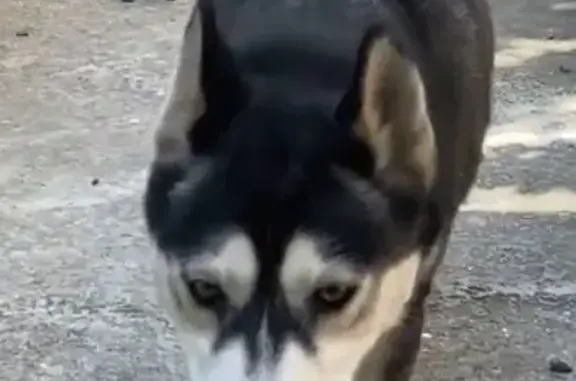 Собаки потеряшки, Симферополь, фото: Потеряшка собака, ул. 51-й Армии, 4