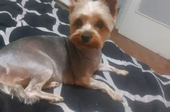 Пропала собака, Ангарск, Иркутская обл.