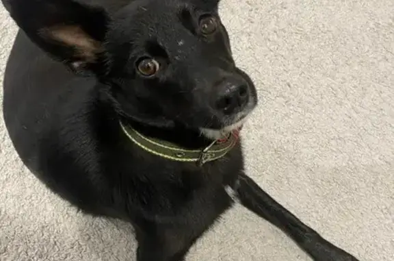 Пропала собака, ул. Являнского, Железногорск