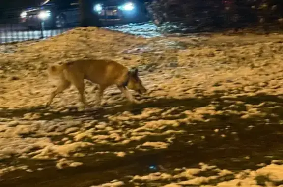 Собака на Амурском бульваре, Хабаровск