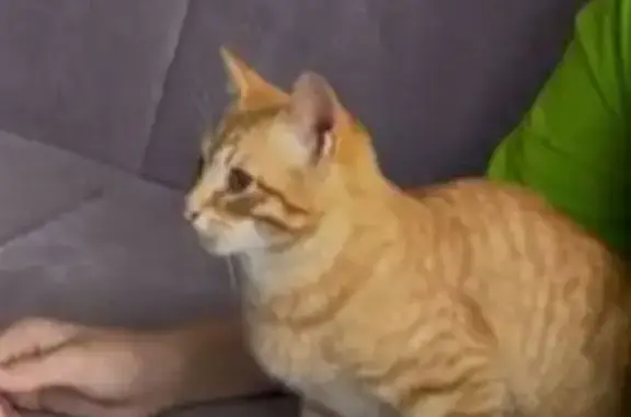 Кошки потеряшки, Верховье, фото: Потеряшка кошка на Магистральной, Верховье