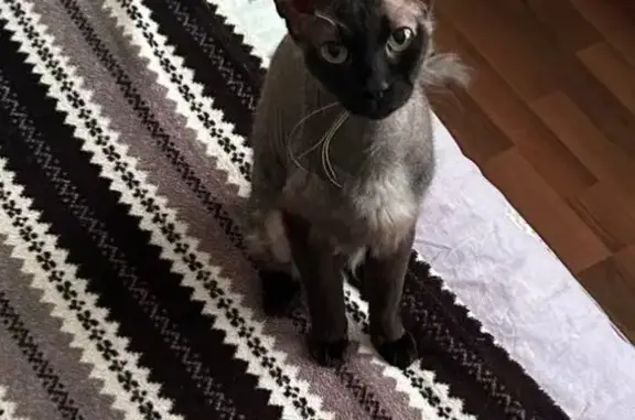 Пропала кошка, Октябрьская ул. 65, Колпино