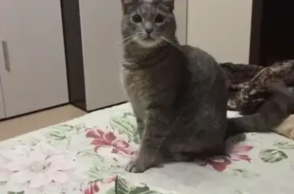 Кошки потеряшки, Тамбов, фото: Потеряшка кошка, ул. Новикова-Прибоя, 36