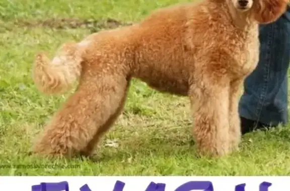 Собака найдена: ул. Энтузиастов, 31, Чебоксары