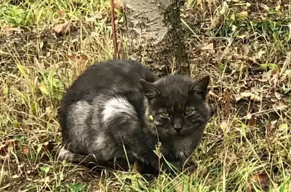 Найдена кошка, , фото: Кошка найдена в Троицке, 5 к3