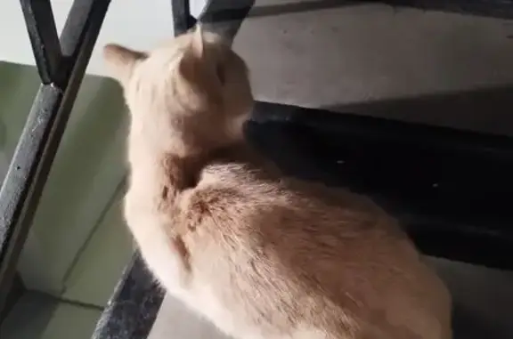 Найдена кошка, Омск, 1-й Амурский пр., 7