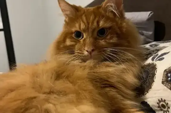 Кошки потеряшки, Санкт-Петербург, фото: Потеряшка кошка, ул. Стахановцев, 1 с1