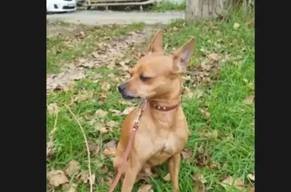 Пропала собака на ул. Папанинцев, 19