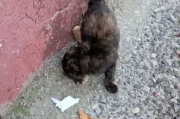 Кошки потеряшки, Брянск, фото: Потеряшка кошка, ул. Чернышевского 1/1