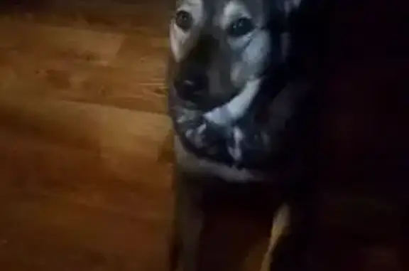 Пропала собака, Челябинск, белые лапы