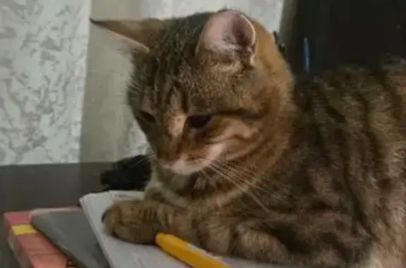 Пропала кошка, Доватора ул., Донецк