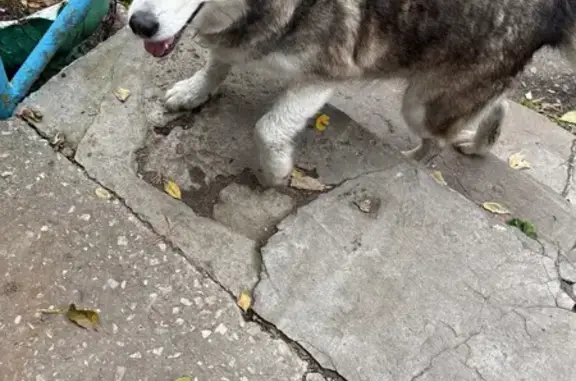 Хаски найдена: пр. Победы, 97, Пенза