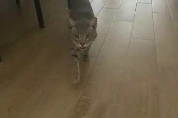 Найдена кошка, , фото: Кошка найдена: Полевая ул, 104А, П. Дубрава