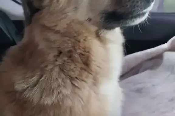 Пропала собака, 1-й Гуторовский пер., Курск