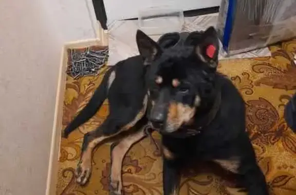 Найдена собака, Омск, фото: Найдена собака, Омск, ул. Романенко