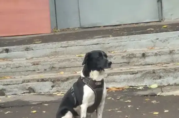 Найдена собака, Москва, фото: Собака найдена у Коминтерна, 54 к1, Москва