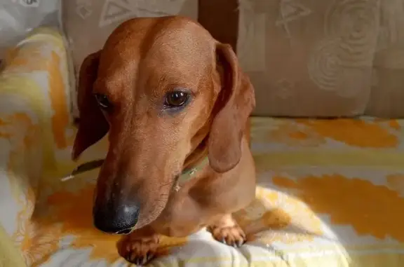 Такса найдена: Большая Горная 310, Саратов