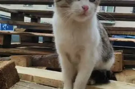 Пропала кошка, Калуга, Калужская обл.