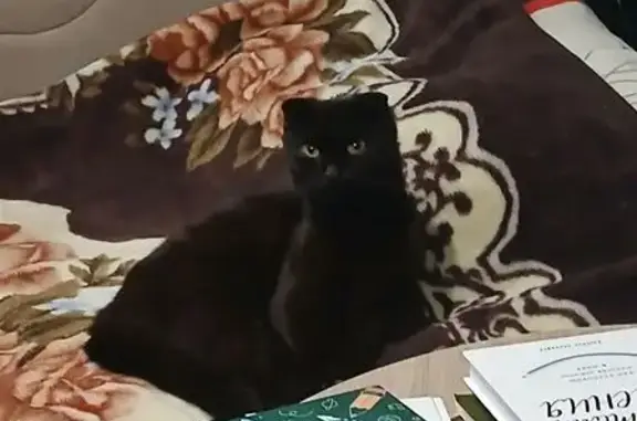 Пропала кошка, ул. Кирова 16, Киржач