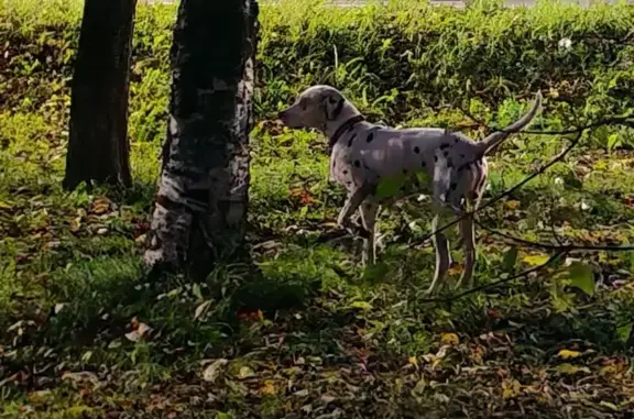 Найдена собака, Находка, фото: Собака найдена на ул. Постышева, Находка
