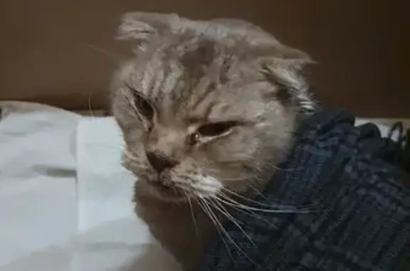 Кошка найдена: Ленинградское ш., 29, Москва