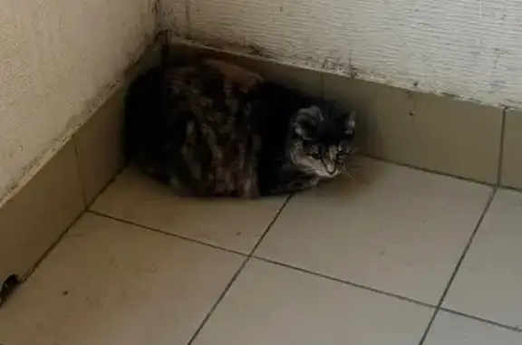 Найдена кошка, Анапа, фото: Кошка найдена: пр. Солдатских Матерей, 6А к1