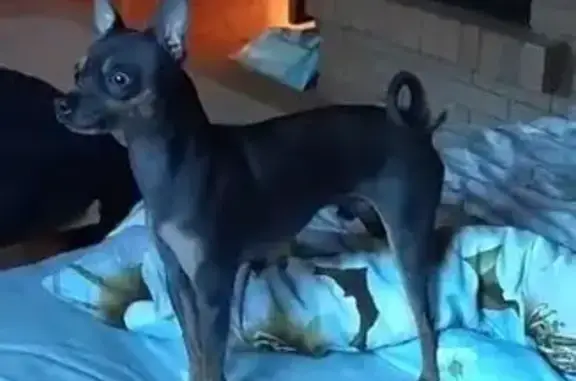 Собаки потеряшки, Московская область, фото: Потеряшка русский той терьер, Блазново