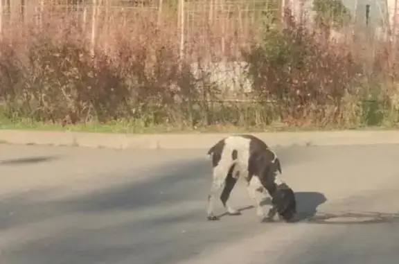 Собака найдена у метро, Автозаводский проезд
