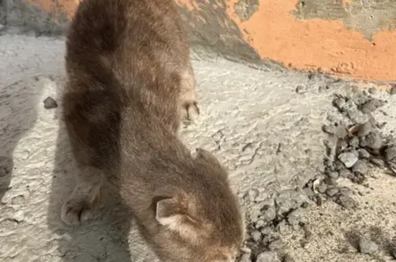 Найденные животные Ставрополь, фото: Кошка найдена: ул. Доваторцев, 217Б