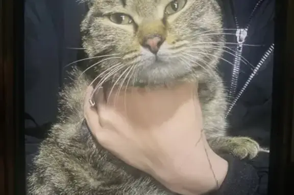 Кошка найдена: ул. Недорезова, 44, Чита